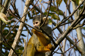 Obraz premium Monkey see....