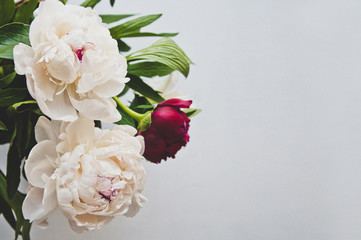 Red and white buds of isolated peonies. Beautiful flowers on a light background