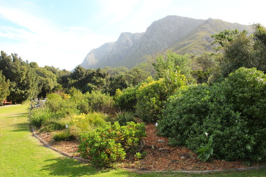 A fynbos flower bed in the Harold Porter National Botanical Gardens , Western Cape, South Africa.