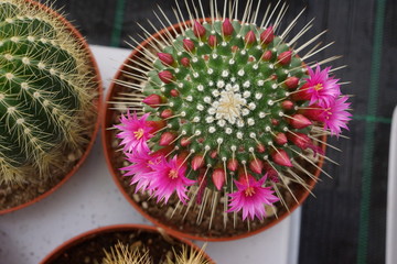 Cactus fiorito Mamillaria spinosissima