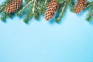 Snow Fir tree branch and cones on blue background. 