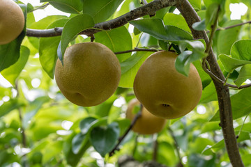 樹上の梨の実