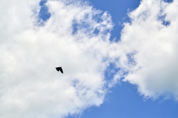 flying bird on a background of blue sky with white clouds