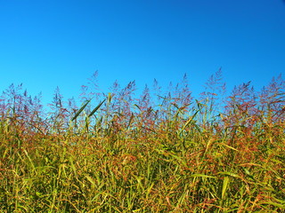 青空とセイバンモロコシ