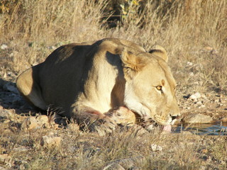Afrika Reisen