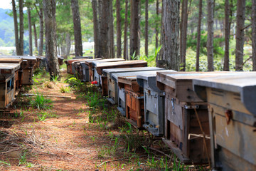 Hives of bees in the apiary