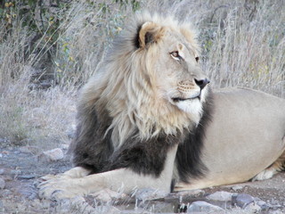 Naklejka premium Afrika