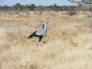 Afrika