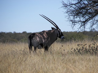 Afrika