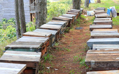 Hives of bees in the apiary