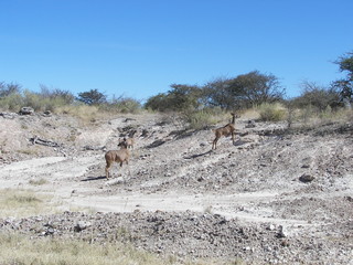 Afrika