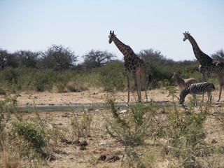 Afrika