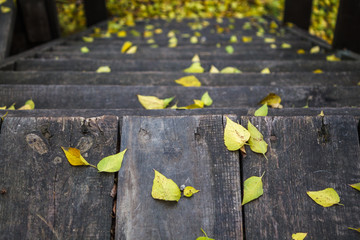 A wooden staircase with a lot of yellow autumn leaves on it