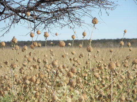 Afrika