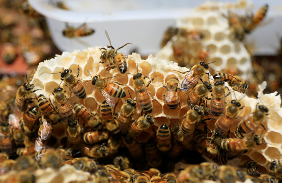 Hives of bees in the apiary