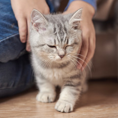 Portrait of scottish straight kitten with hands of its owner. Cat has closed eyes.