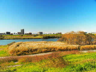 土手から見る秋の江戸川河川敷風景