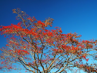 実を付けた花水木