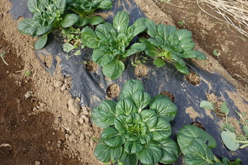 Obraz premium ターサイ