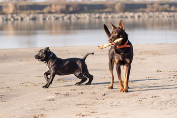 Australian Kelpie dog runs and plays on the sand next to the river