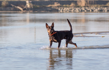 Australian Kelpie dog runs and plays on the sand next to the river