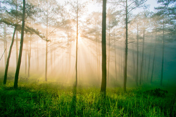 Fototapeta na wymiar Pine forest in fog, ray and sunlight