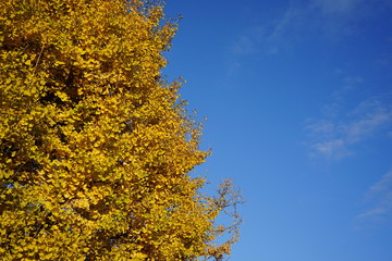 秋の紅葉と青い空