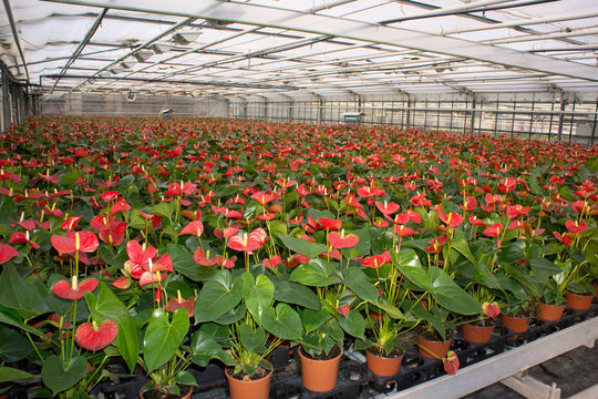 Serra di produzione di Anthurium andreanum