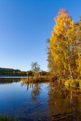 beautiful birch tree trunks, branches and leaves in natural environment