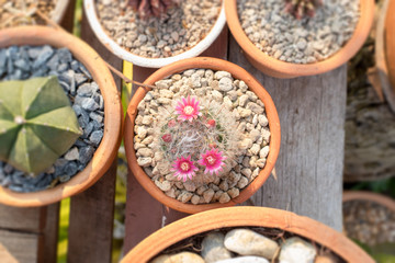 Decorate your home and garden with cactus.