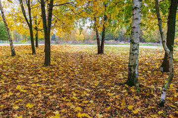 beautiful birch tree trunks, branches and leaves in natural environment