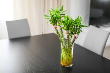 Close up five bamboo stems in glass vase standing on dark wooden table