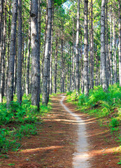 Small path through pine forest