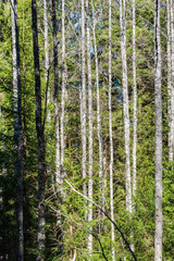 beautiful birch tree trunks, branches and leaves in natural environment
