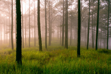 Fototapeta na wymiar Pine forest in fog, ray and sunlight