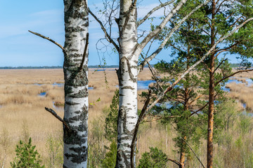 beautiful birch tree trunks, branches and leaves in natural environment