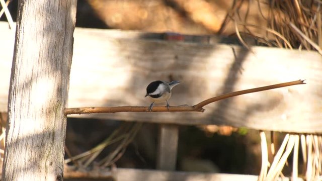 Black capped chickadee