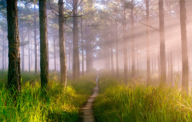 Pine forest in fog, ray and sunlight