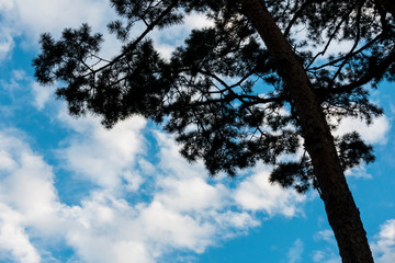 pine tree and blue sky and clouds