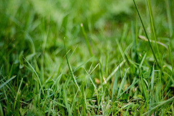 deep green foliage in summer light for backgrounds or textures