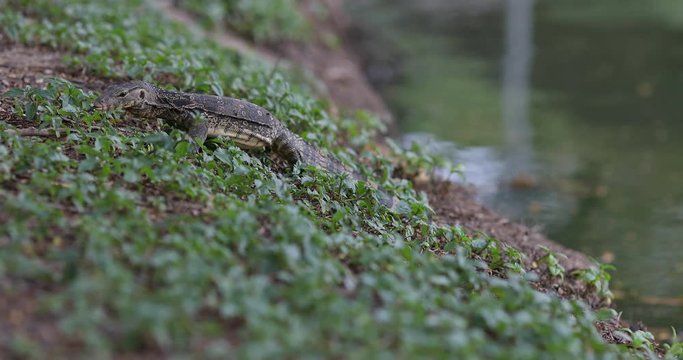 Monitor lizard climbing up the bank of a river in Lumphini Park, Thailand