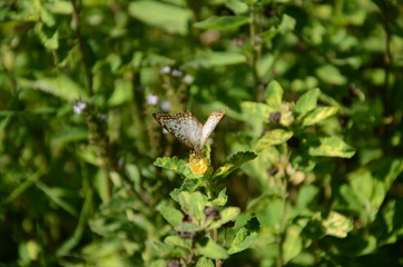 Obraz premium borboleta