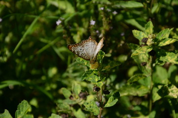 borboleta