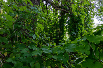 deep green foliage in summer light for backgrounds or textures