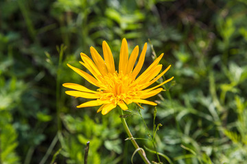 big yellow daisy in the field among the grass , Altai, Russia