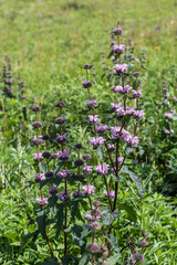 Fototapeta premium Dissolving burgundy flower in the meadow, Altai, Russia