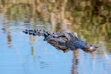 An American alligator swimming through a lake.