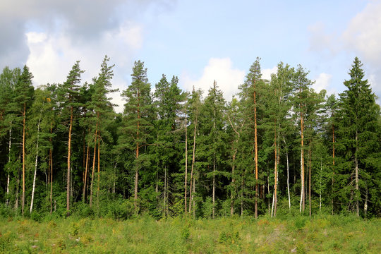 Beautiful scenic view of pine forest in Estonia