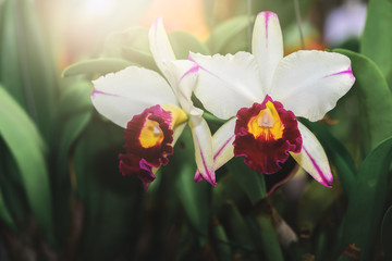 Beautiful hybrid Cattleya flower orchid