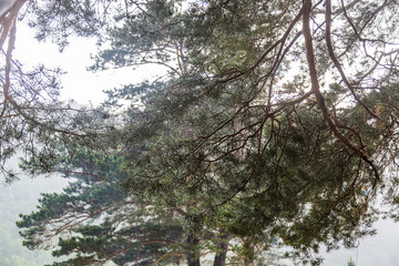 raindrops on pine needles during rain , Altai, Russia